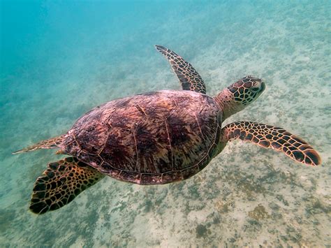 Threatened Sea Turtles in Hawaii Losing Ground to Rising Oceans - Eos