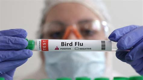 Flu experts meet over H5N1 threat to humans amid record bird deaths globally - Hindustan Times