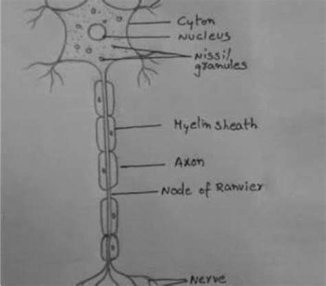 Draw the structure of nerve cells and label also explain the function of the cell nerve cell ...