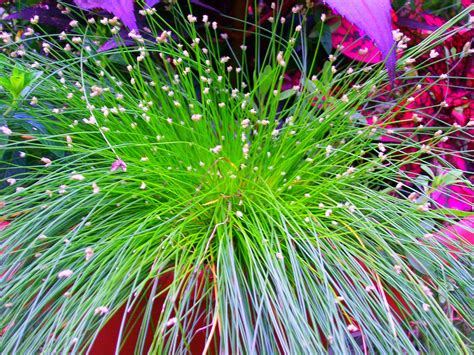 Flowering grass - a photo on Flickriver