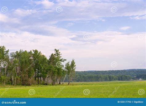 Copse stock image. Image of evening, blue, colorful, sunny - 55517793