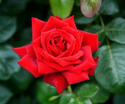 Best climbing roses: 12 types for height, scent and color