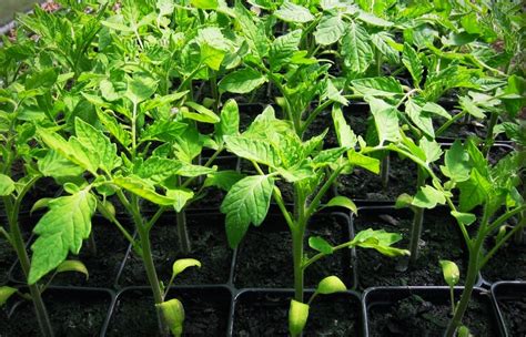 Organic Tomato Seedlings – Saco River Farms