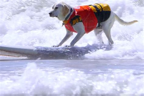 Watch These Adorable Dogs Catch Waves at the Biggest Surf Dog Competition in the U.S. | Vanity Fair