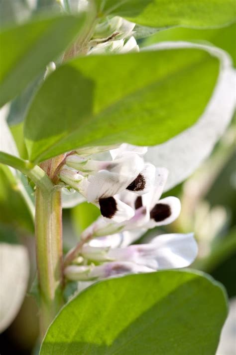 Leguminosae stock image. Image of climb, flower, blossom - 12532849