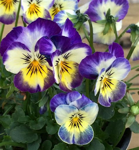 Violas: Plant Care and Collection of Varieties - Garden.org