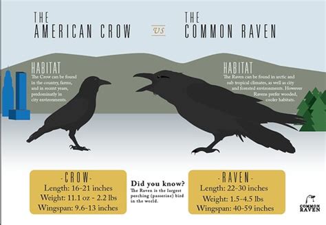 crow vs raven | Aaron Boyle | Flickr