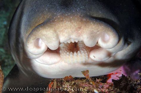 Sandworm anatomy. Why do they have teeth? How big are the ringed ...