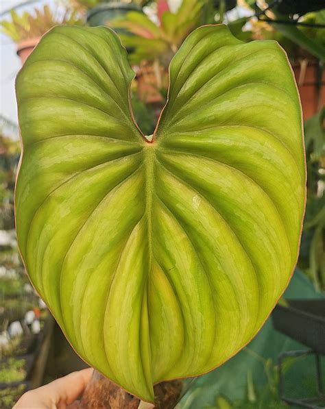 Philodendron plowmanii-TP-PHPLW