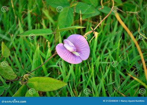 Centrosema Pubescens with Flower on Grass Stock Photo - Image of grass, flower: 212240834