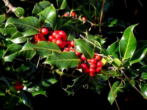 The Holly And The Ivy Free Stock Photo - Public Domain Pictures