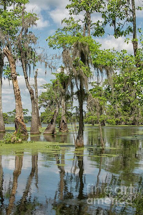 Landscape Canvas, Landscape Artist, Louisiana Swamp, Louisiana Usa, Photography Description ...