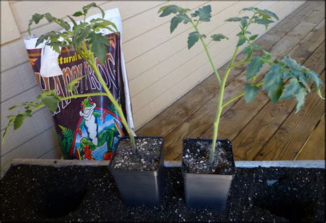 Patio of Pots: Transplanting Tomatoes Outside