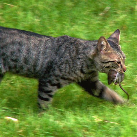 When Domesticated Cats Turn Deadly – Science World