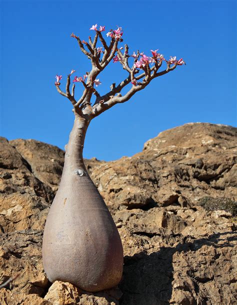 Socotra Island: Discover the Mysteries of this Amazing and Remote Place