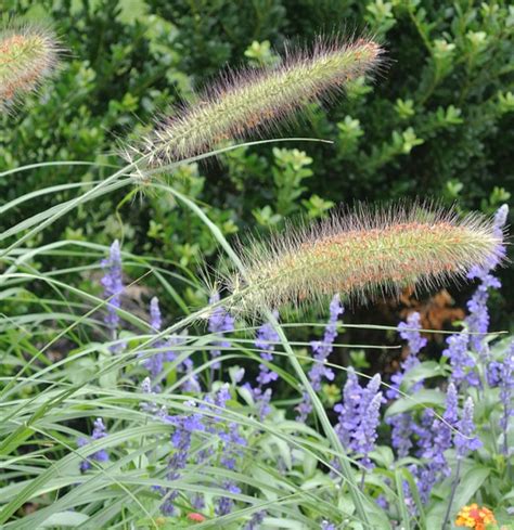 Dwarf Fountain Grass — Altum's — Garden Center — Zionsville, IN