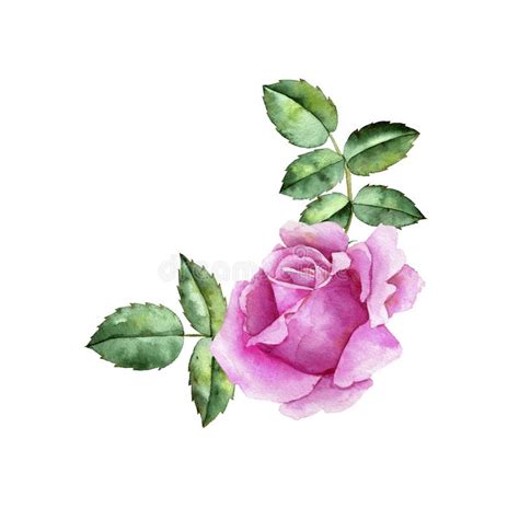 Watercolor Drawing Flower of Rose Stock Illustration - Illustration of ...