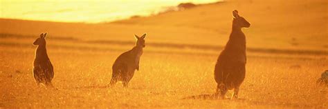 Wildlife - Encounter Maria Island