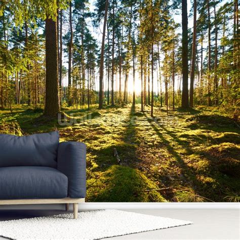 Sunrise in Pine Forest Wallpaper Mural | Wallsauce US