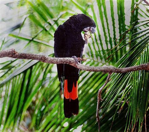 Ovaltes: Red Tailed Black Cockatoo Breeding Habitat and Consrvation