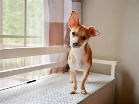 Why Some Chihuahuas Have Floppy Ears