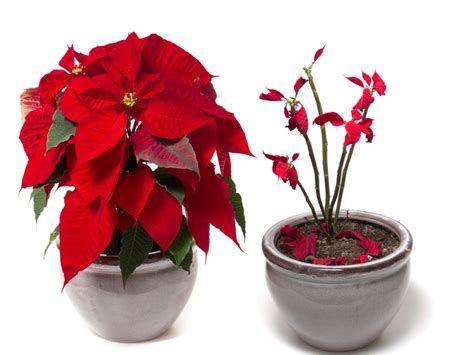 Causes And Solutions For Poinsettias Dropping Leaves