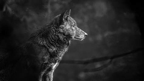 4K Wallpapers Wolf Lone free download