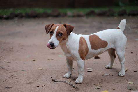 How To Groom A Jack Russell | Jack Russell Grooming | Groomers