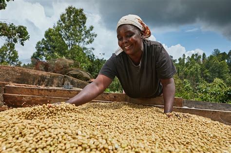 Kenya Karani Kirinyaga AA – Reframe Coffee Roasters