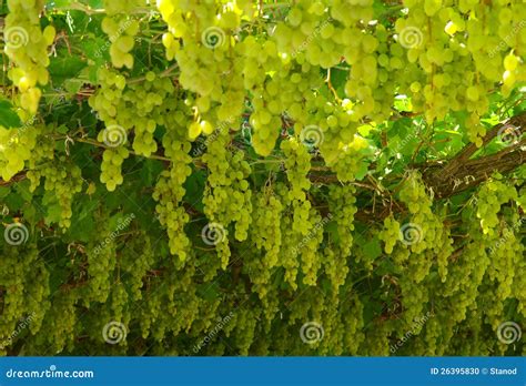 Chardonnay. Harvesting Grapes Stock Photo - Image of harvesting, wine: 26395830