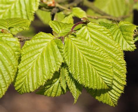 Trees - from the Hadlow Tree Warden: April - young Hornbeam leaves