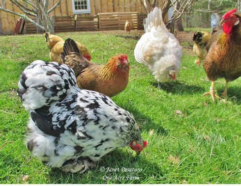 Creating a Chicken Habitat with Tips from Jungle Fowl