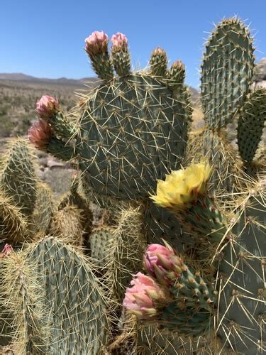 Pancake Pricklypear (Opuntia chlorotica) · iNaturalist