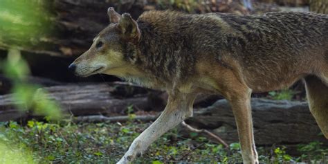 Red wolf | Smithsonian's National Zoo and Conservation Biology Institute