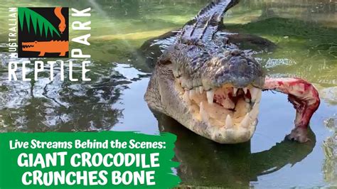 SALTWATER CROCODILE FEEDING (LIVE FOOTAGE) | AUSTRALIAN REPTILE PARK ...