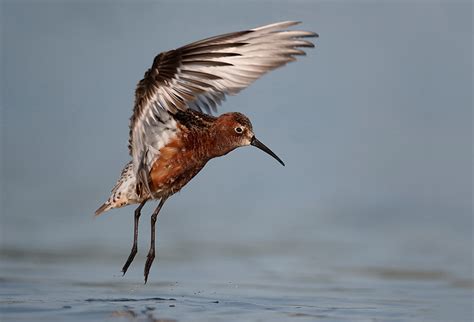 Curlew sandpiper