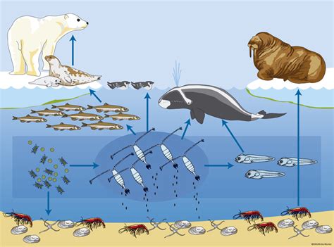 Linkages between oceanography and the plankton foodweb at Fyllas Banke and into Nuup Kangerlua ...