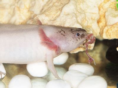 Axolotls Feeding - The Complete Guide - Axolotl Nerd