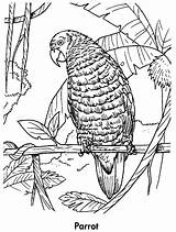 Free Printable Parrot Coloring Pages For Kids  Animal Place sketch template