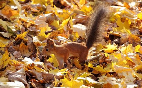 Fondos de Pantalla 1920x1200 Otoño Ardilla Follaje Cola Animalia descargar imagenes