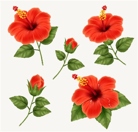 Hibiscus Vector Art, Icons, and Graphics for Free Download