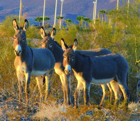 Photos: Wildlife in Lake Havasu City | Galleries | havasunews.com