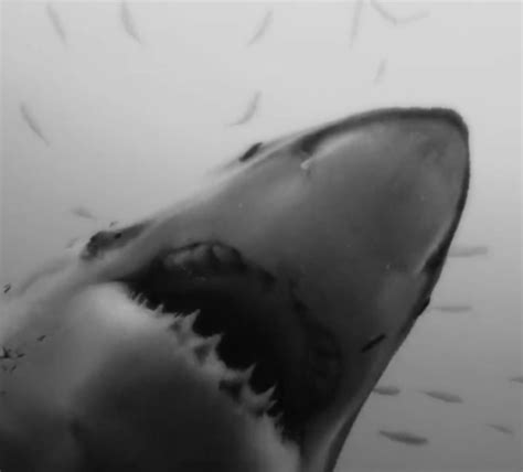 30 Incredible Shark Gifs at Best Animations | Shark pictures, Shark gif, White sharks