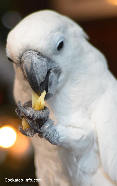 Additional food for cockatoos | Cockatoo-info.com