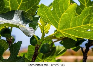 562 Fig Tree Israel Stock Photos, Images & Photography | Shutterstock