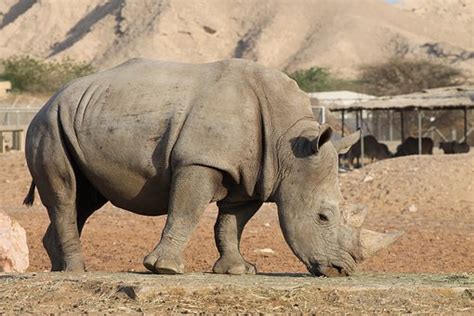 10+ Photos of Rhinoceros Enjoying Lives in Their Habitat