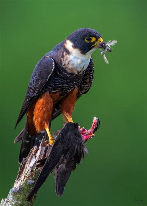 Bat Falcon | Raptors bird, Pet birds, Bird pictures