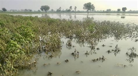 Punjab: Single day’s rain ruins crops in 90,500 acres | India News ...