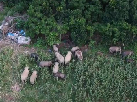 Jumbo nap in the jungle: Herd of elephants in China goes for epic migration