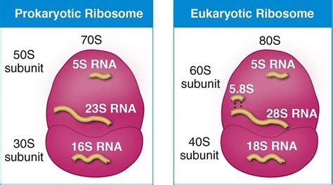 rRNA subunit sizes : r/Mcat